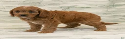 Cavapoo dogs for sale: Max - Ad 5