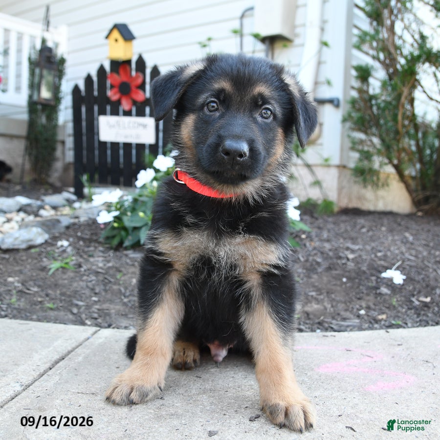 German Shepherd dogs Marmalade - Ad 2