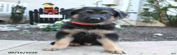 German Shepherd dogs for sale: Marmalade - Ad 2
