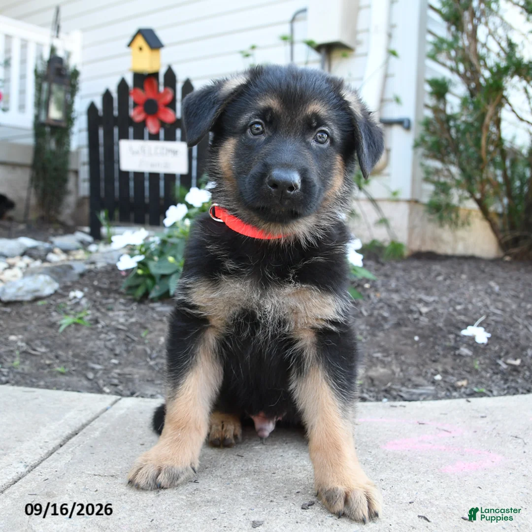German Shepherd dogs for sale: Marmalade - Ad 2