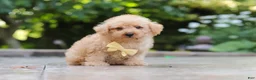 Schnoodle dogs for sale: Scout - Ad 6