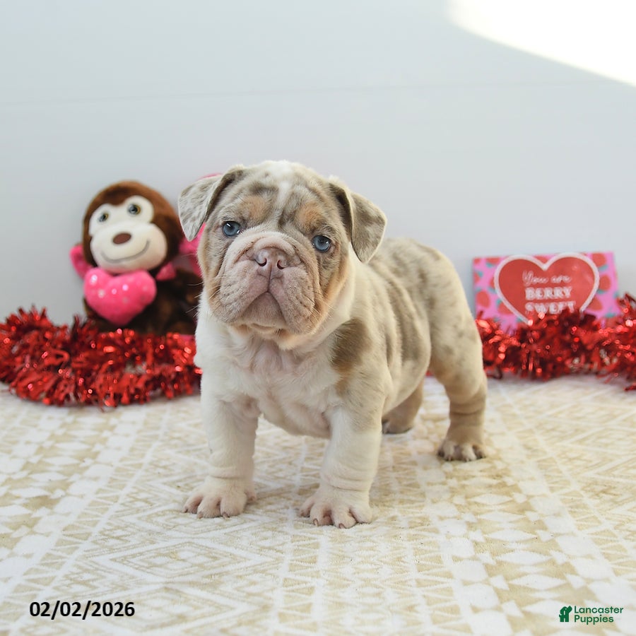 English Bulldog dogs Rex - Ad 2