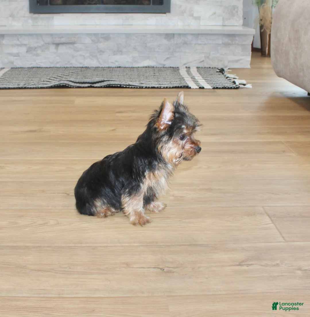 Yorkshire Terrier dogs for sale: Robot - Ad 6