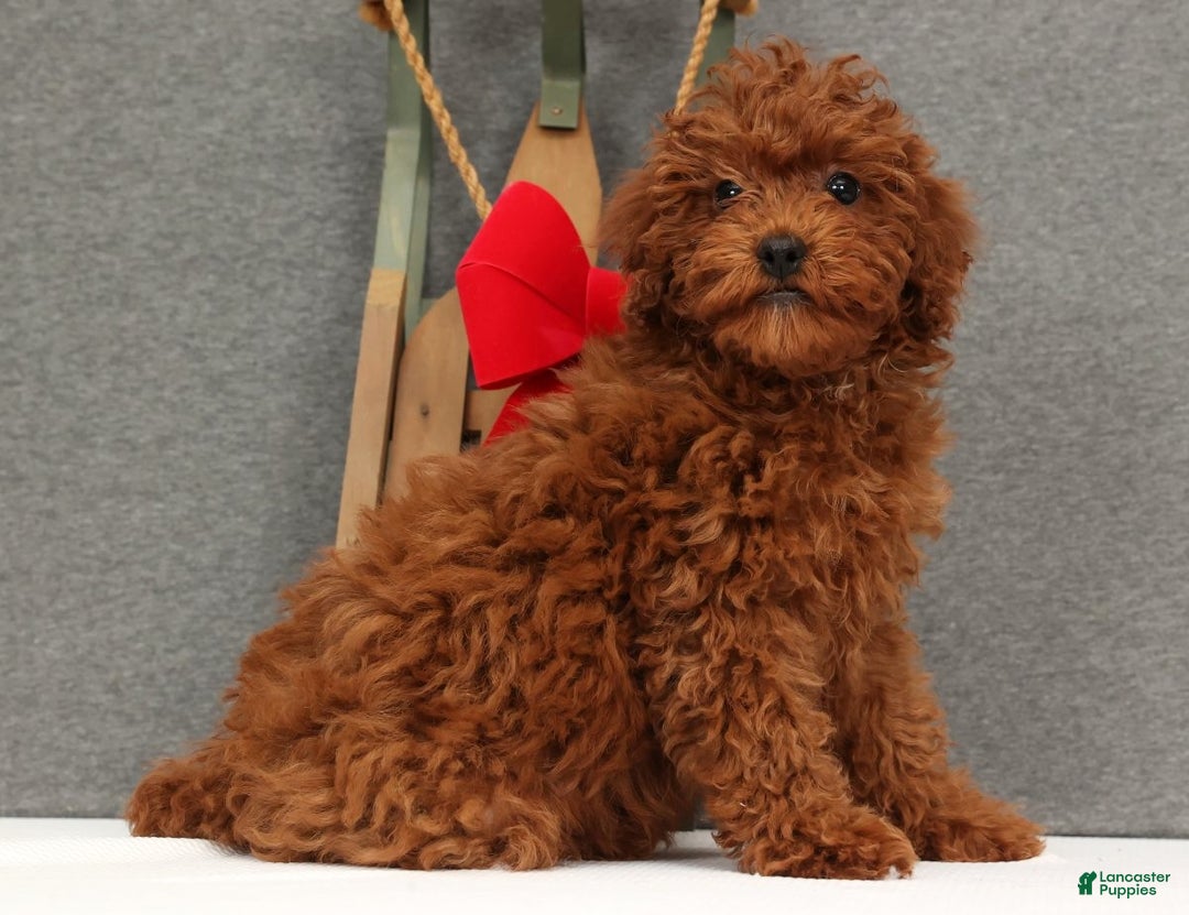 Miniature Poodle dogs for sale: Fifi - Ad 1
