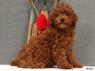 Miniature Poodle dogs Fifi - Ad 16