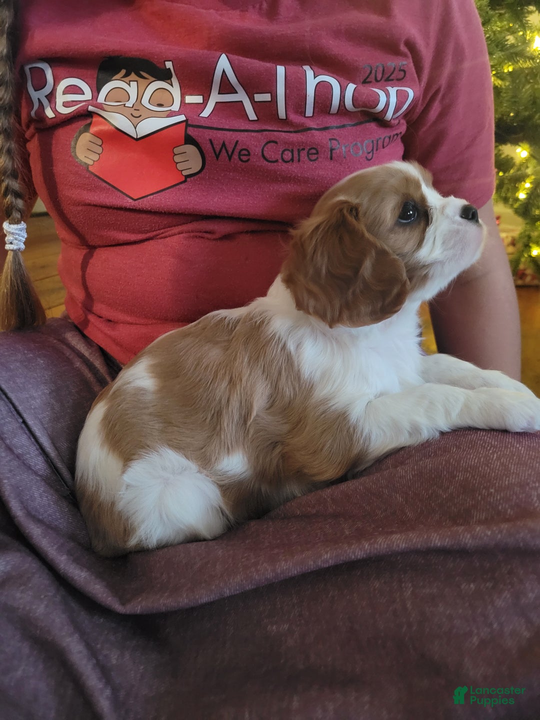 Cavalier King Charles Spaniel dogs for sale: Elise  - Ad 4