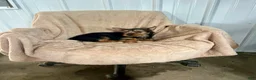 Yorkshire Terrier dogs for sale: MJ Boy - Ad 6