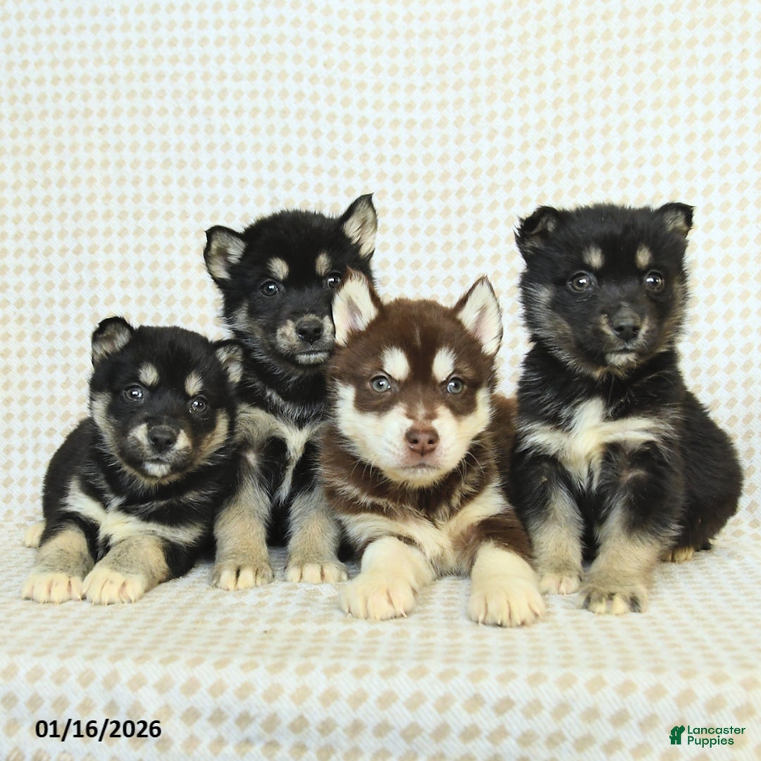 Alaskan Malamute dogs for sale: Buddy - Ad 3