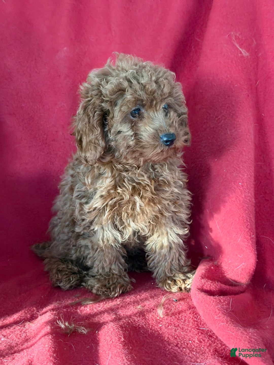 Toy Poodle dogs for sale: Merry - Ad 3