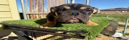 English Bulldog dogs for sale: KINGSTON – Black Tan Tri LOVERBOY in LA, CA. USA Delivery Available! - Ad 5