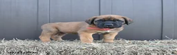 English Mastiff dogs for sale: Misty - Ad 5