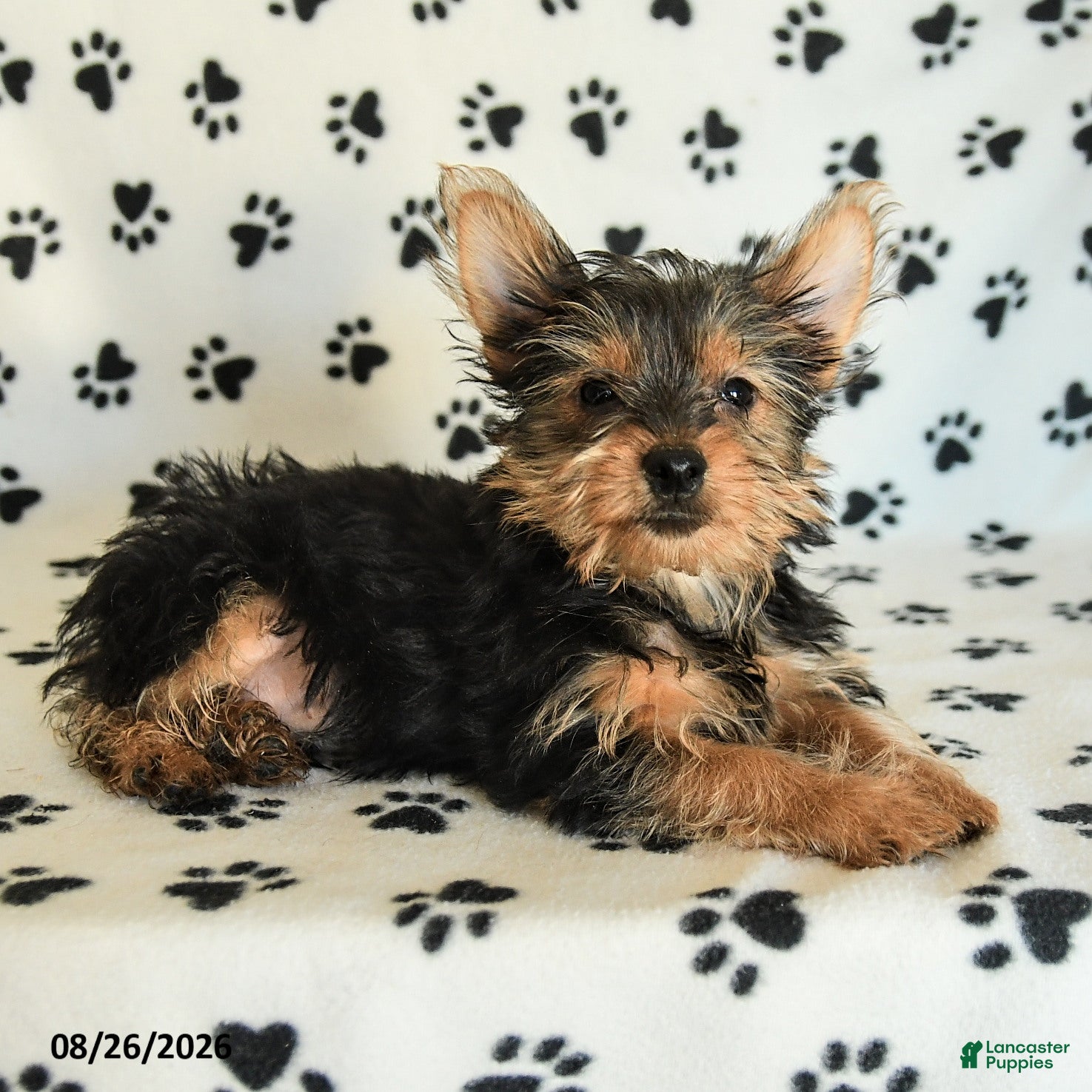 Yorkshire Terrier dogs Homer - Ad 2