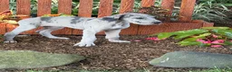 Great Dane dogs for sale: Pansy Great Dane  - Ad 8