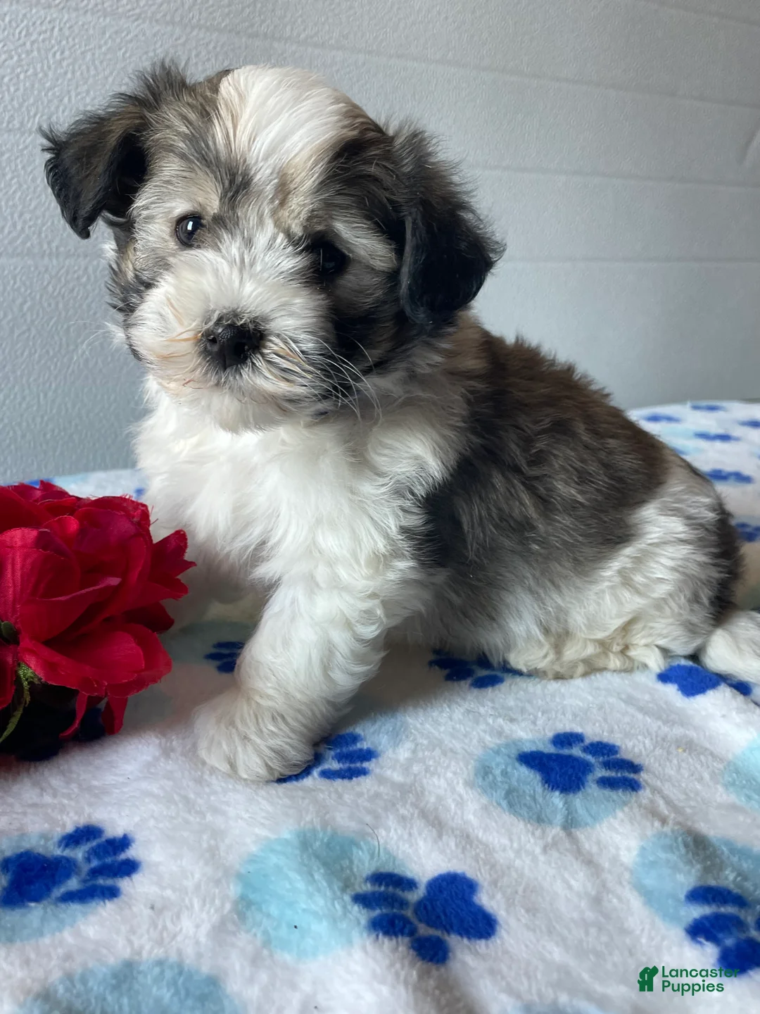 Havanese dogs for sale: Louie - Ad 1
