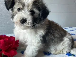 Havanese dogs Louie - Ad 27