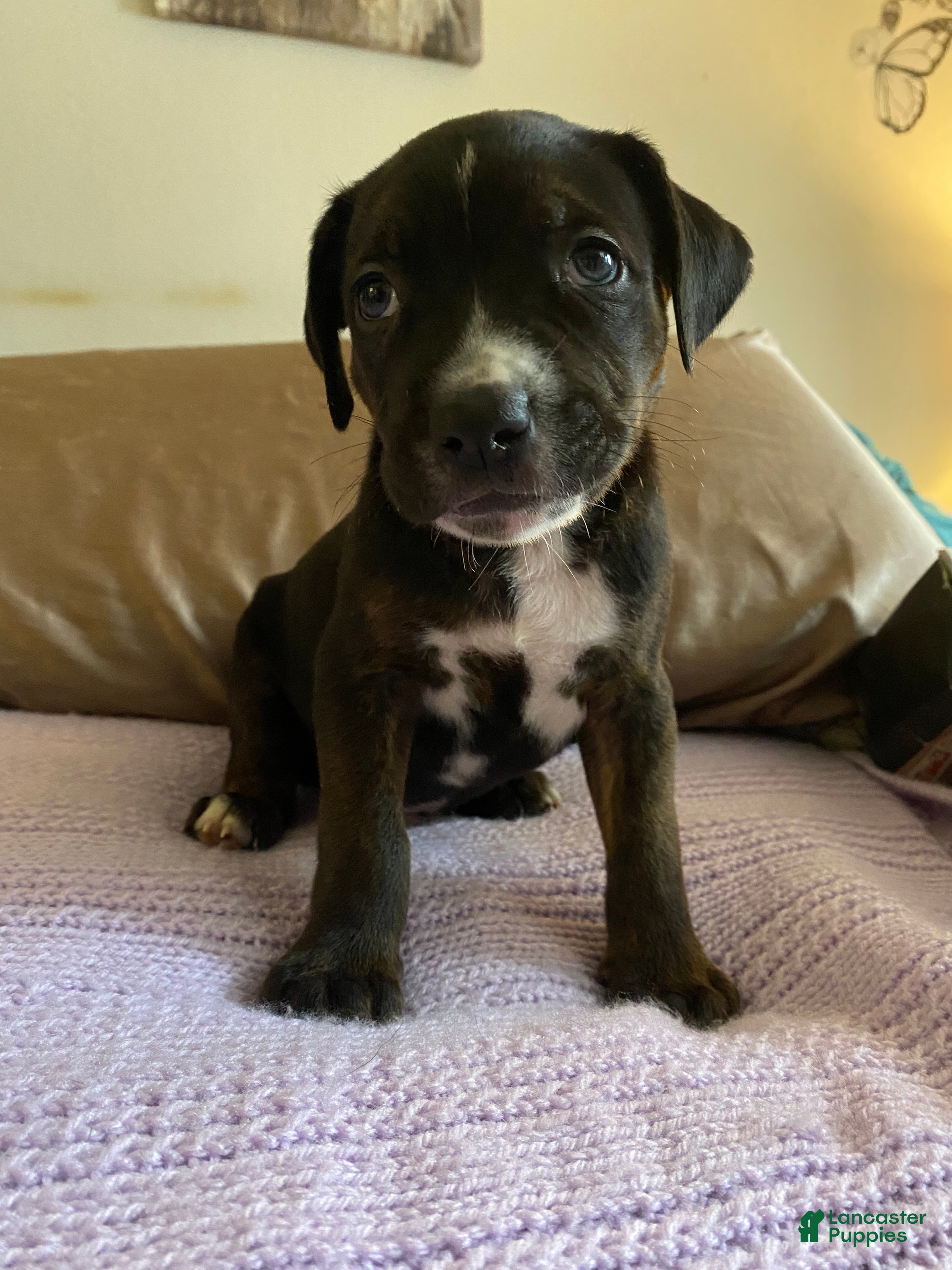 Mixed Breed dogs Tank - Ad 15