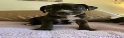 Mixed Breed dogs for sale: Tank - Ad 1