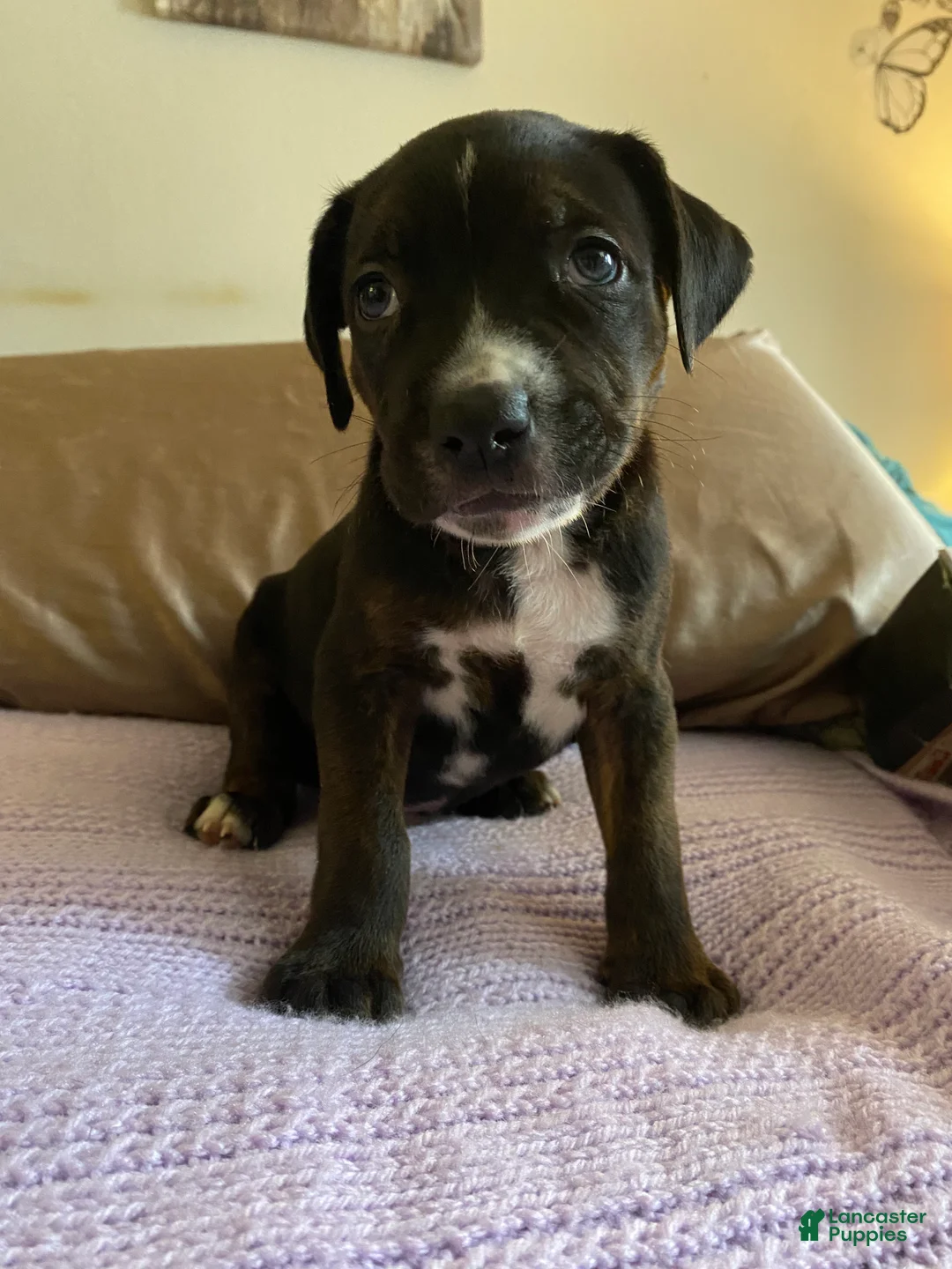 Mixed Breed dogs for sale: Tank - Ad 1