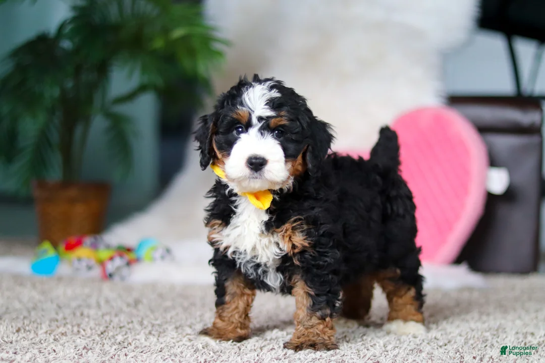 Mini Bernedoodle dogs for sale: Jasper - Ad 2