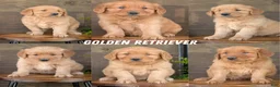 Golden Retriever dogs for sale: Tyson - Ad 11