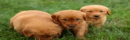 Golden Retriever dogs for sale: Quincy💙 - Ad 26