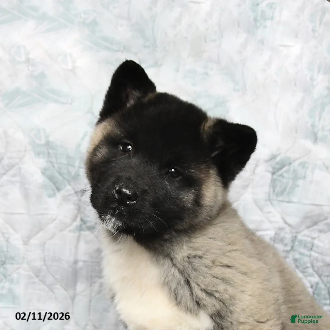 Akita dogs for sale: Peanuts - Ad 5
