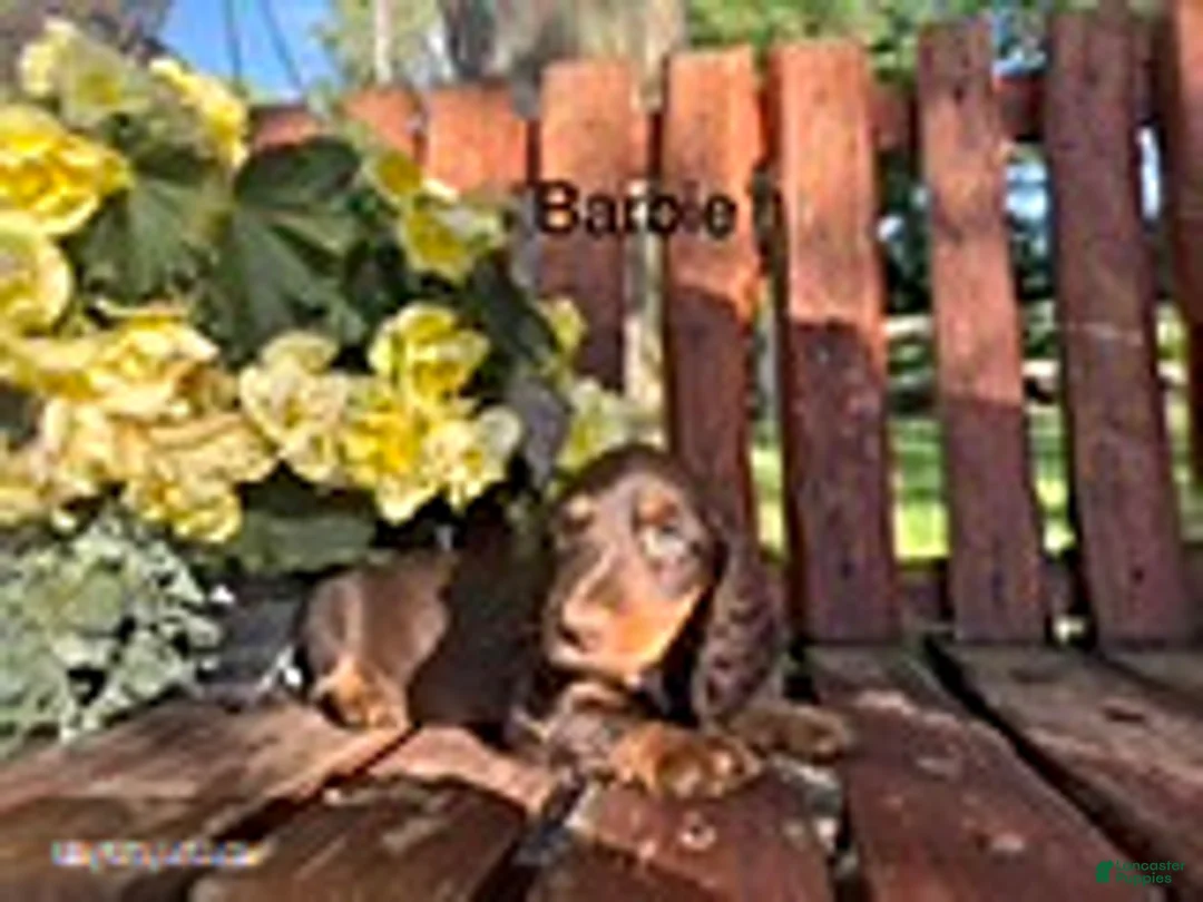 Miniature Dachshund dogs for sale: Barbie - Ad 1