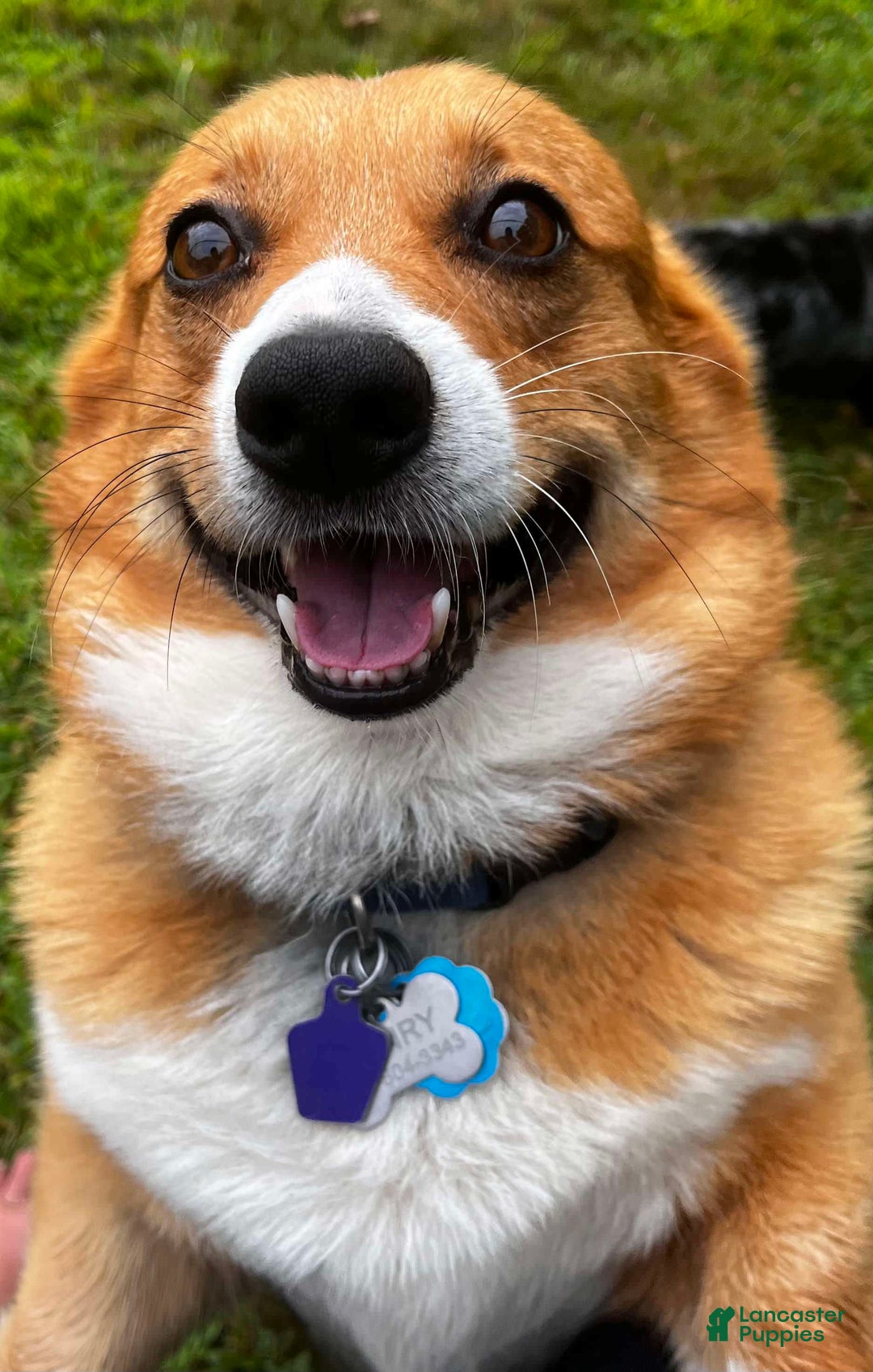 Welsh Corgi Pembroke dogs for sale: Cassidy - Ad 2