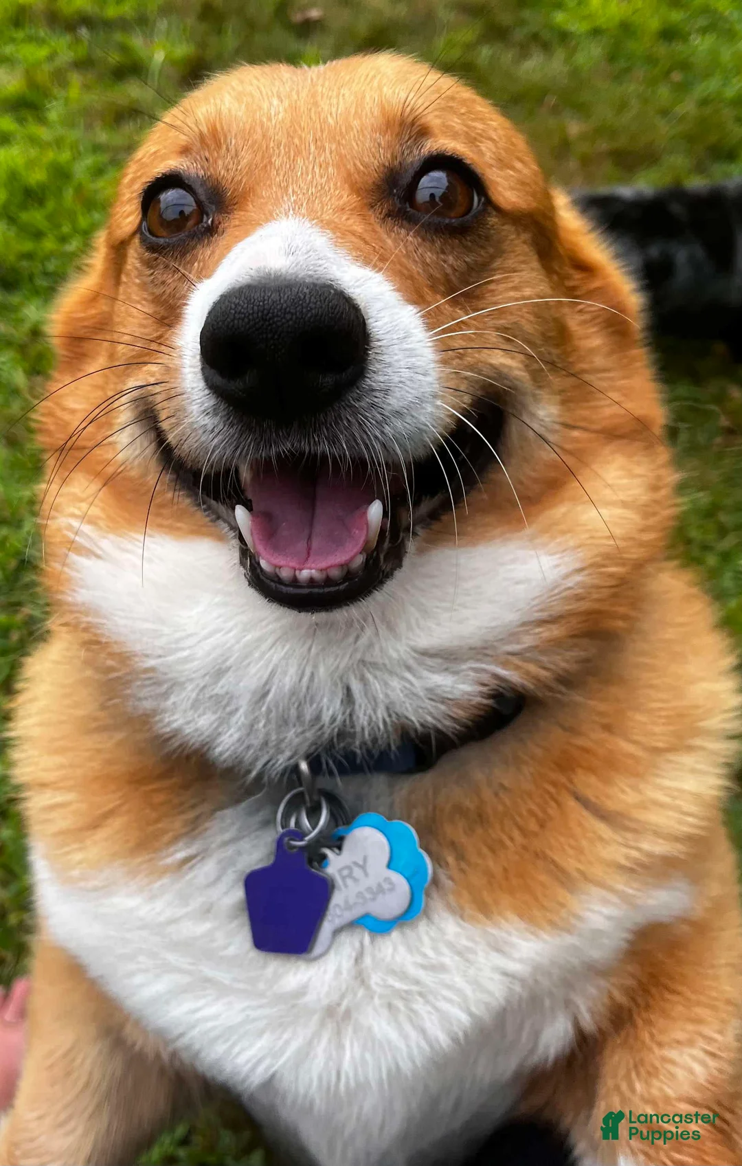 Welsh Corgi Pembroke dogs for sale: Chelsea - Ad 2