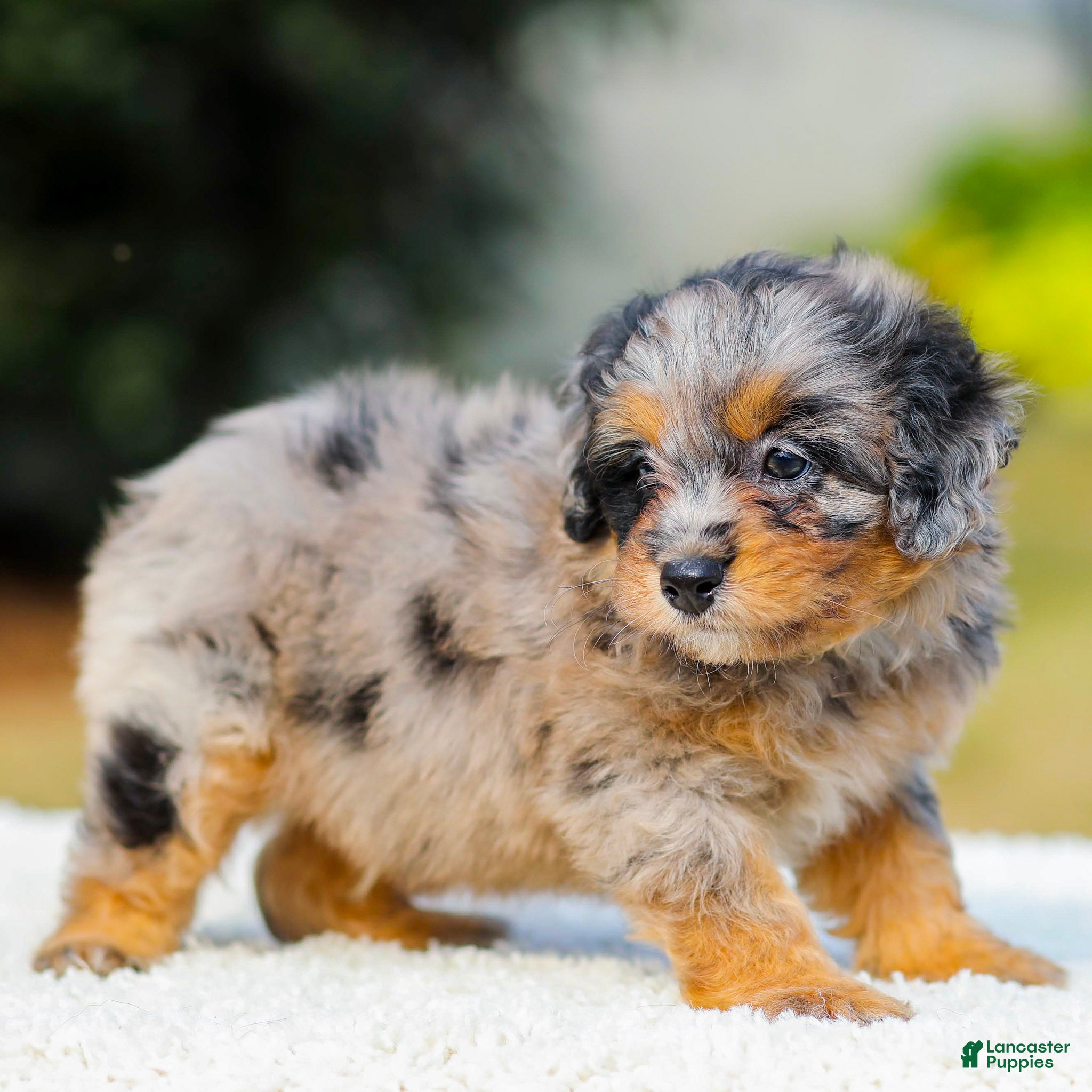Mini Aussiedoodle dogs Frank - Ad 2