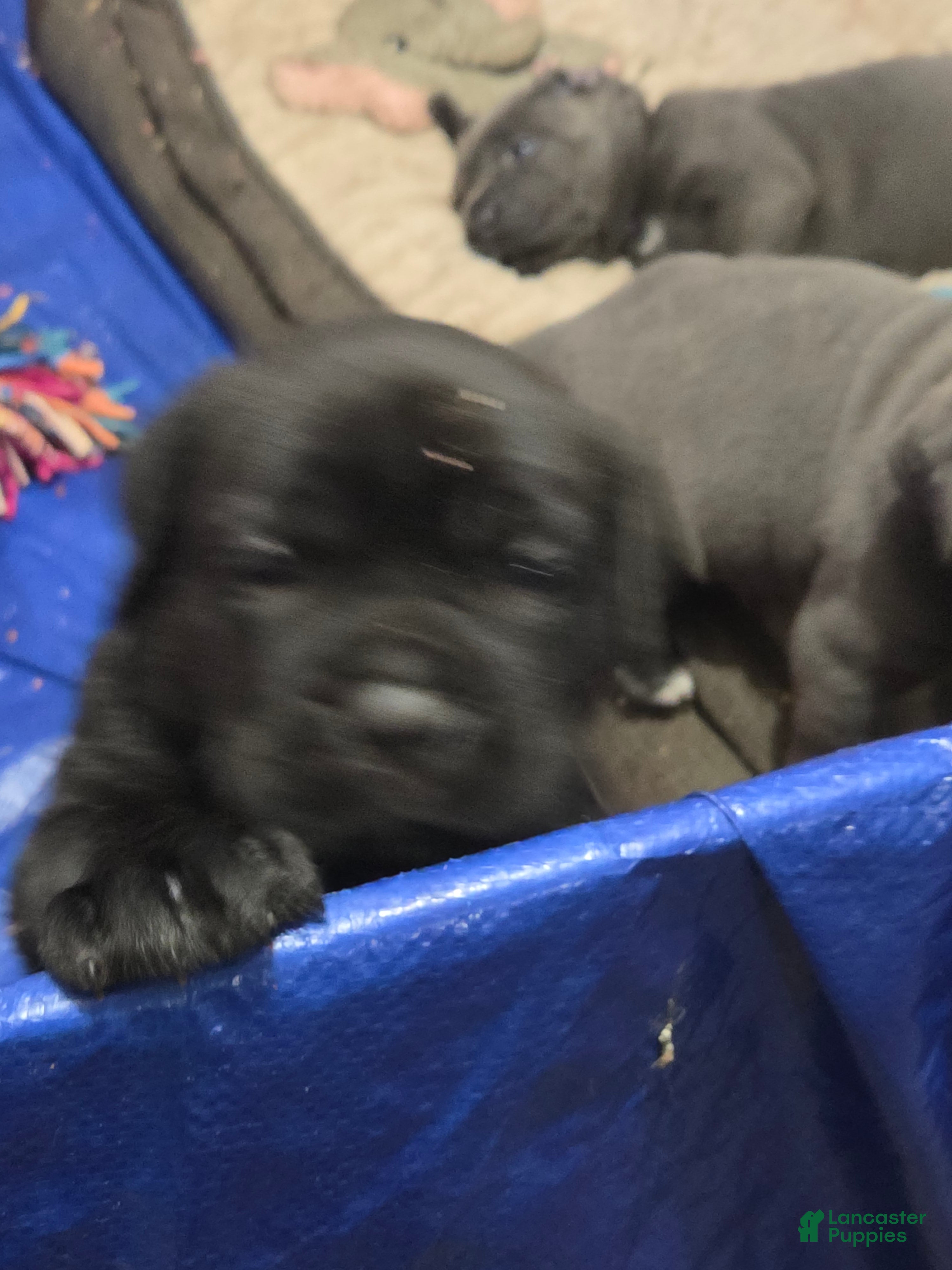 Cane Corso dogs Cane Corso 5 - Ad 2