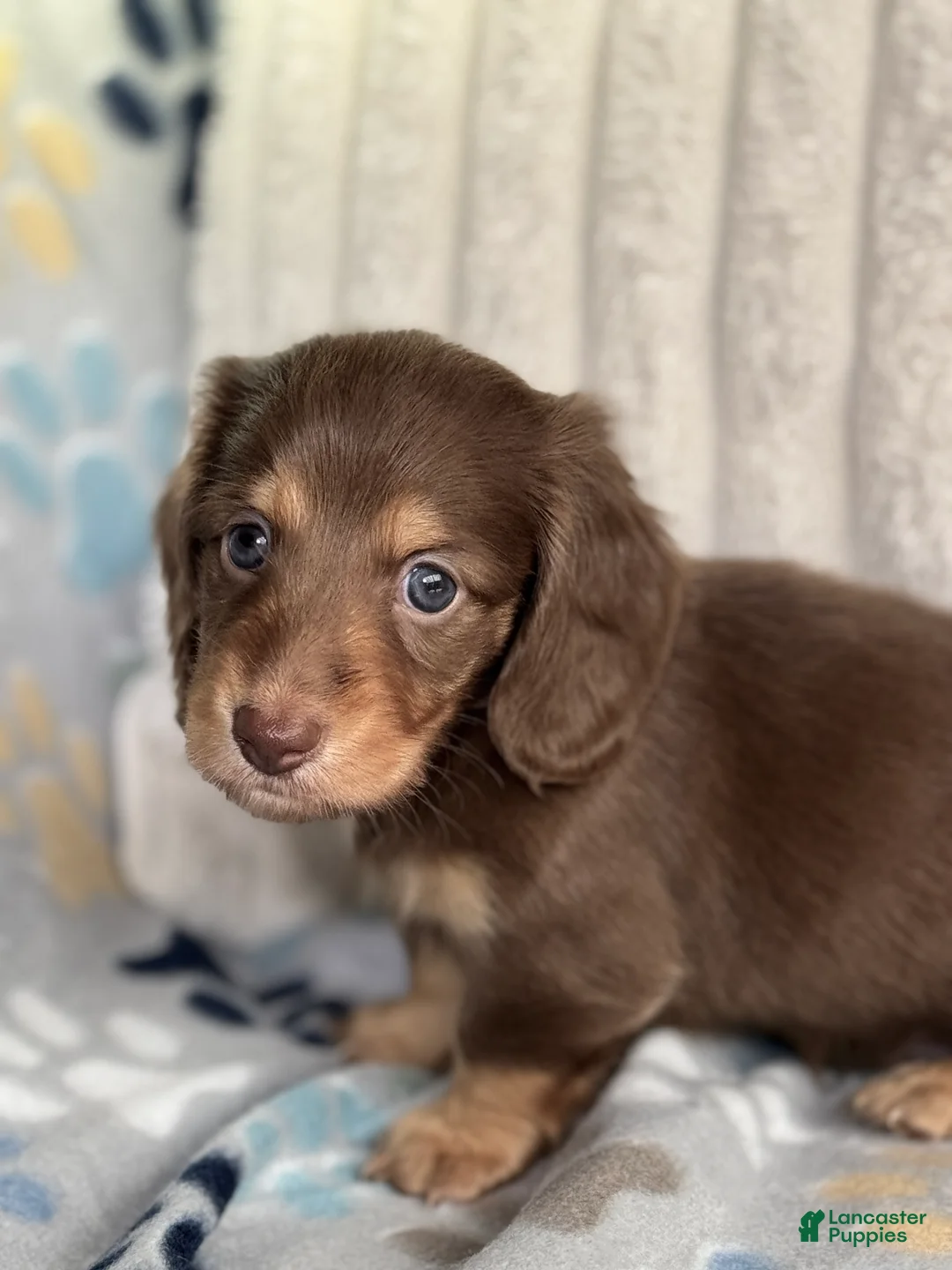 Miniature Dachshund dogs for sale: Sven - Ad 2