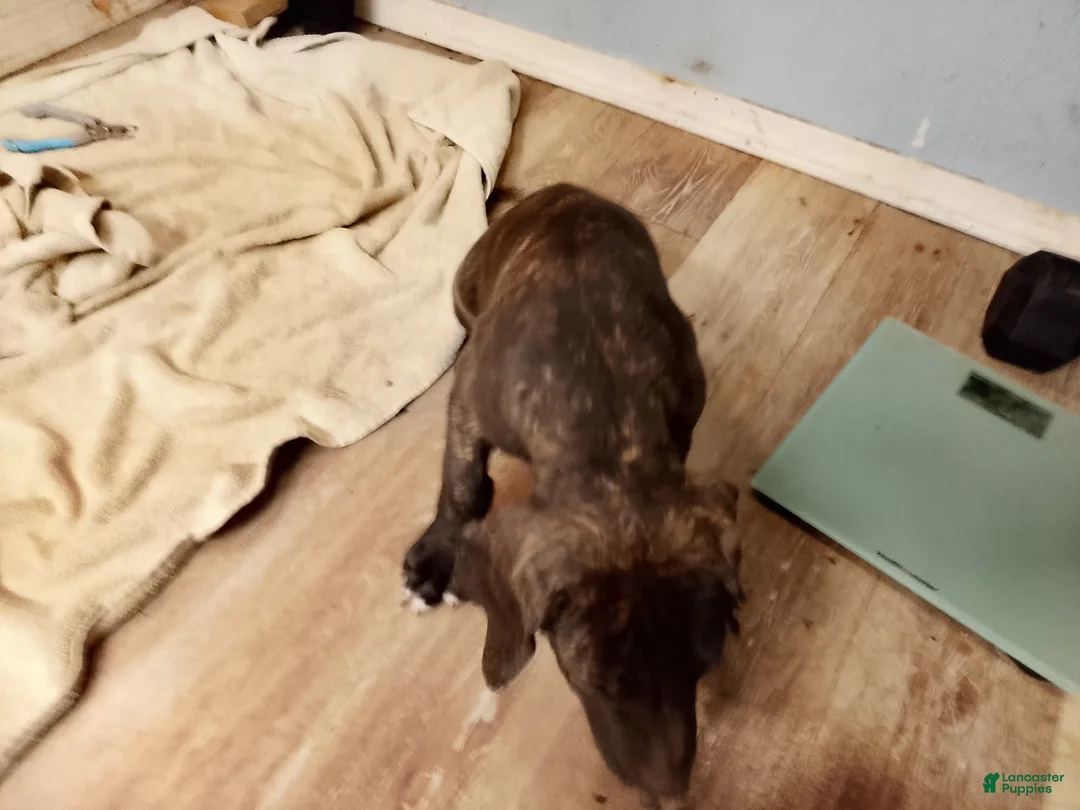 Great Dane dogs for sale: Great Dane 5 - Ad 2