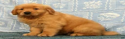 Golden Retriever dogs for sale: Dane - Ad 6