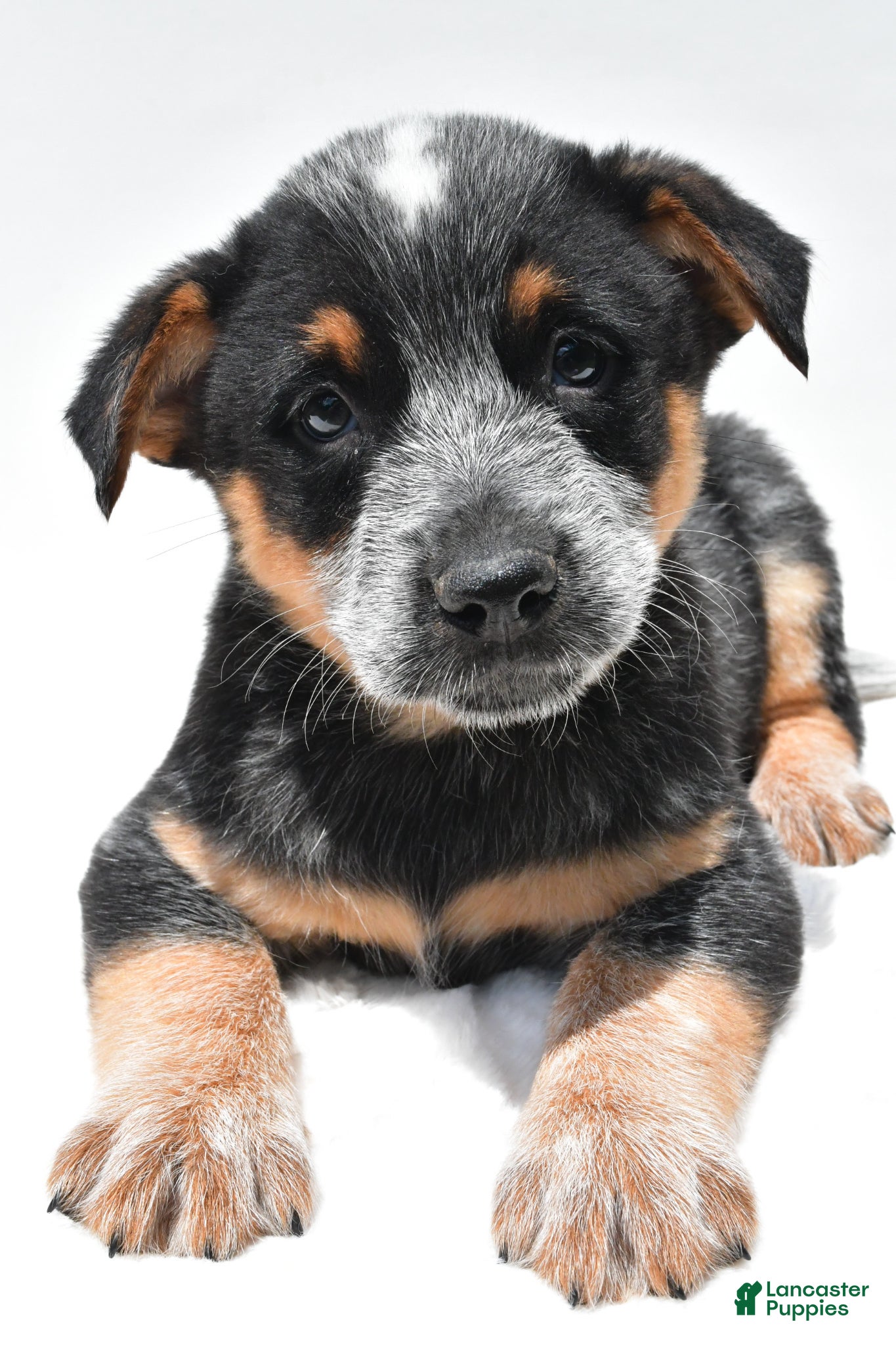 Australian Cattle Dog dogs Rowdy - Ad 2