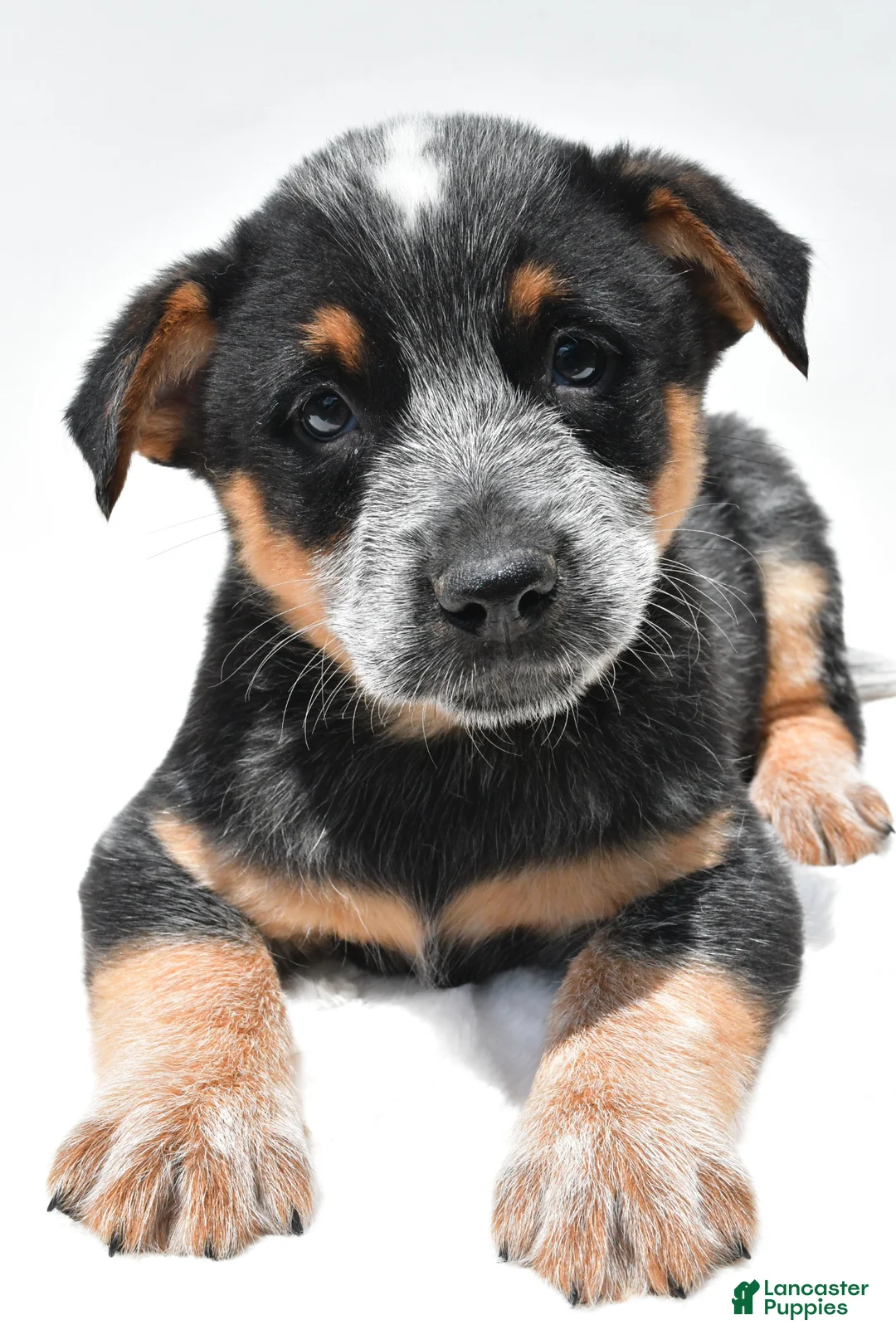 Australian Cattle Dog dogs for sale: Rowdy - Ad 2