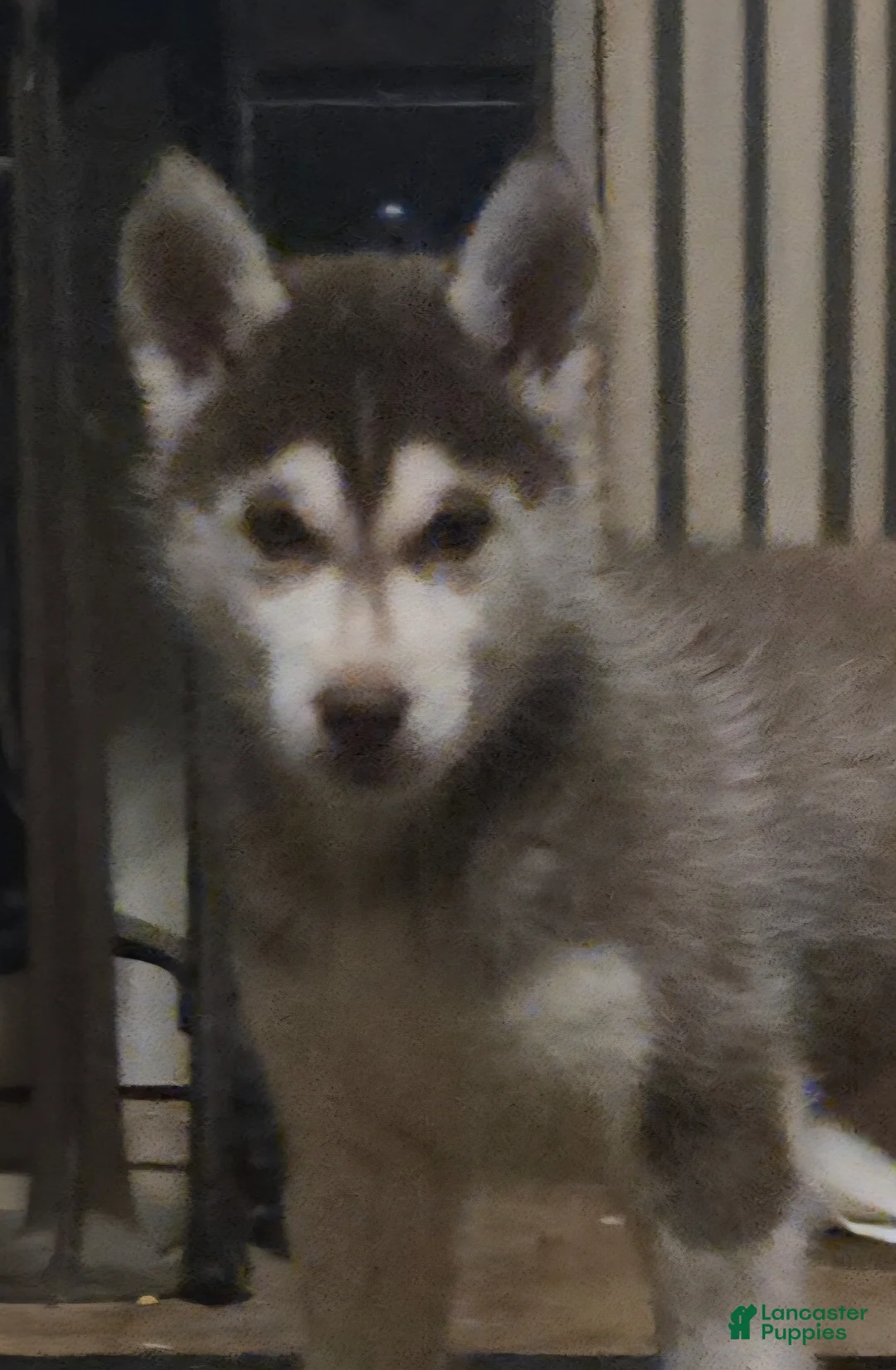 Siberian Husky dogs for sale: Ian - Ad 5