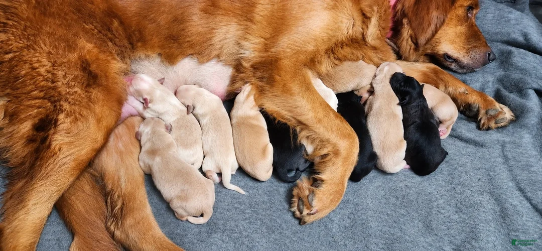 Goldendoodle dogs for sale: buddy - Ad 4