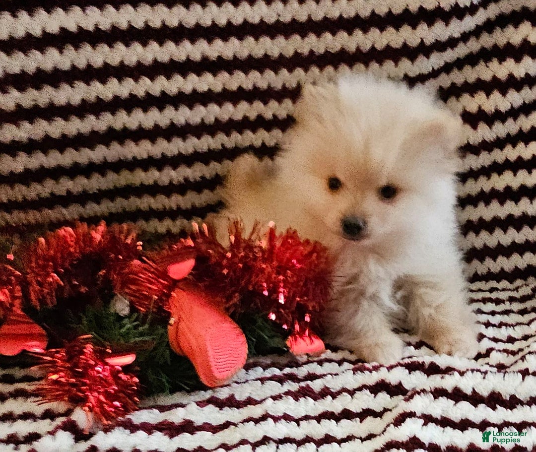 Gallery Image {{count}}