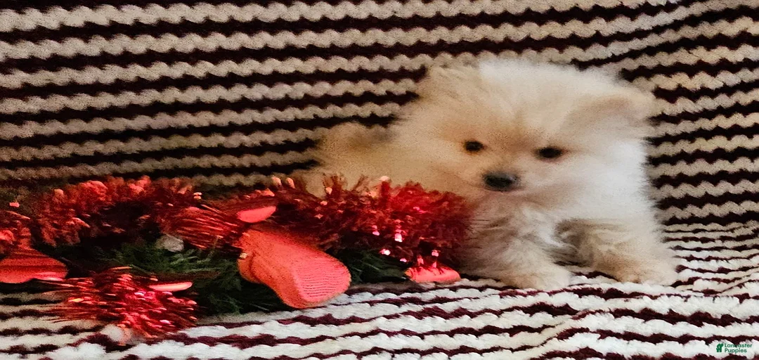 Gallery Image {{count}}