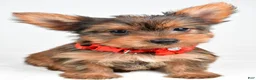 Yorkshire Terrier dogs for sale: Patty - Ad 4