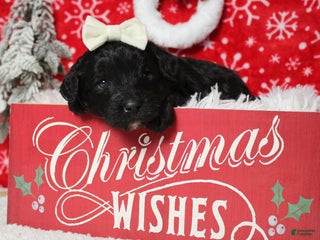 Aussiedoodle dogs Mia - Ad 37