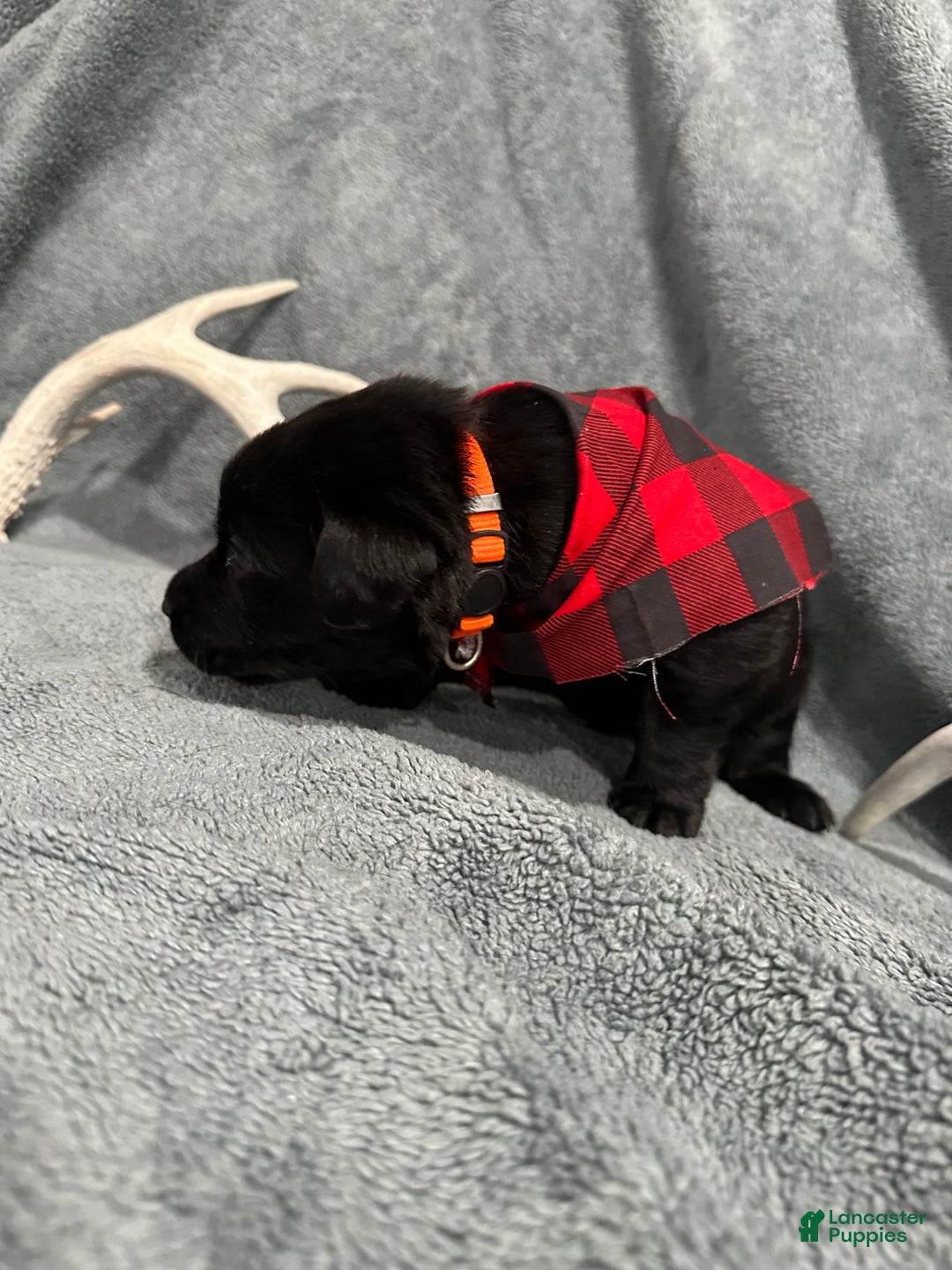 Labrador Retriever dogs for sale: Hunter - Ad 3