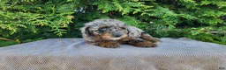Mini Bernedoodle dogs for sale: Leasha - Ad 9