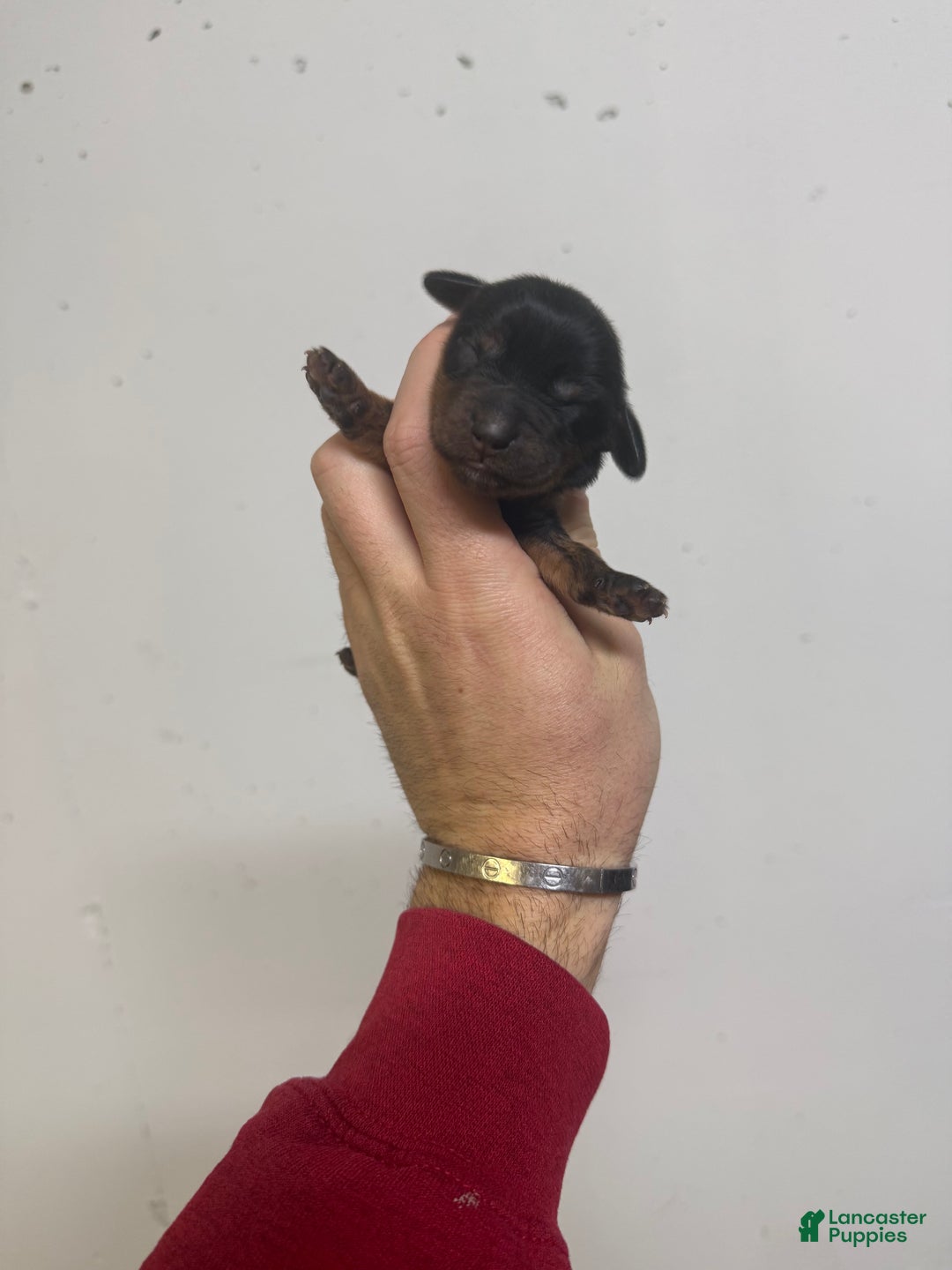 Miniature Dachshund dogs for sale: Casey  - Ad 2