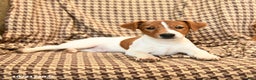 Jack Russell Terrier dogs for sale: Shannon - Ad 5