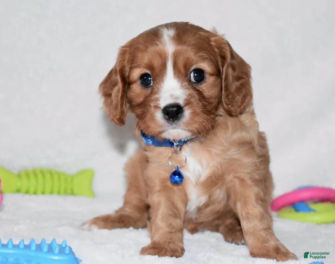 Cavalier King Charles Spaniel dogs for sale: Pluto - Ad 1