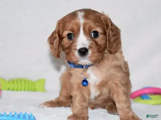 Cavalier King Charles Spaniel dogs Pluto - Ad 42