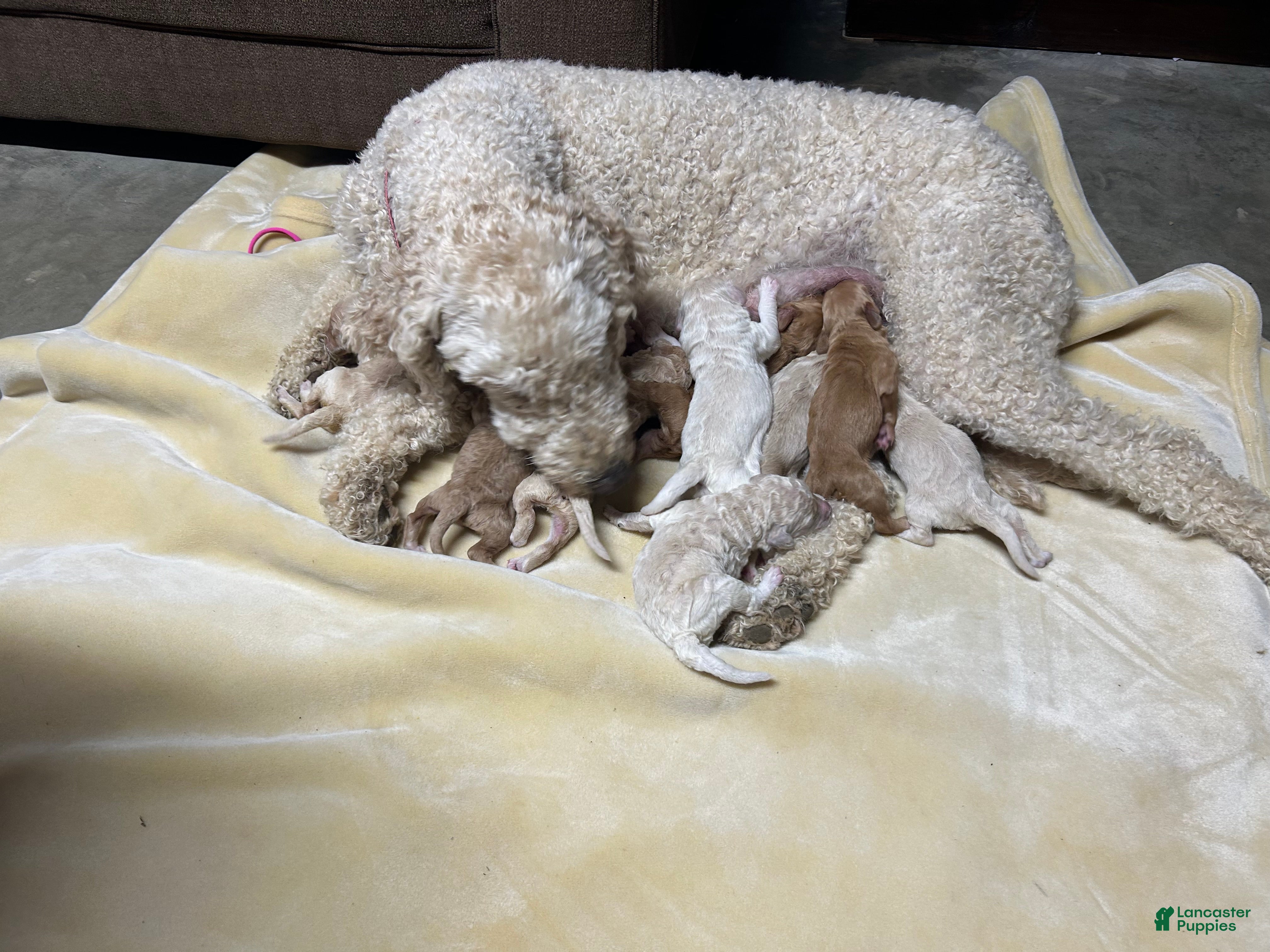 Goldendoodle dogs Goldendoodle Puppy 5 - Ad 2