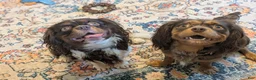 Cavalier King Charles Spaniel dogs for sale: Chocolate Male - Ad 10